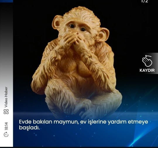 Erkekler maymun kadar da mı yoksunuz?