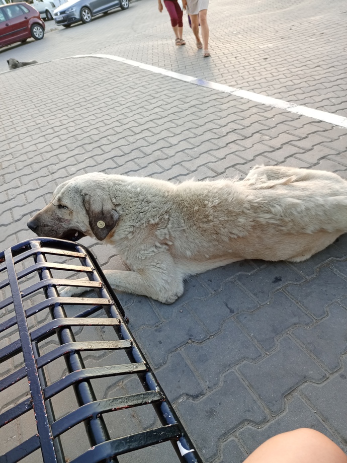 Hiç bu kadar büyük köpek gören oldu mu 😂?