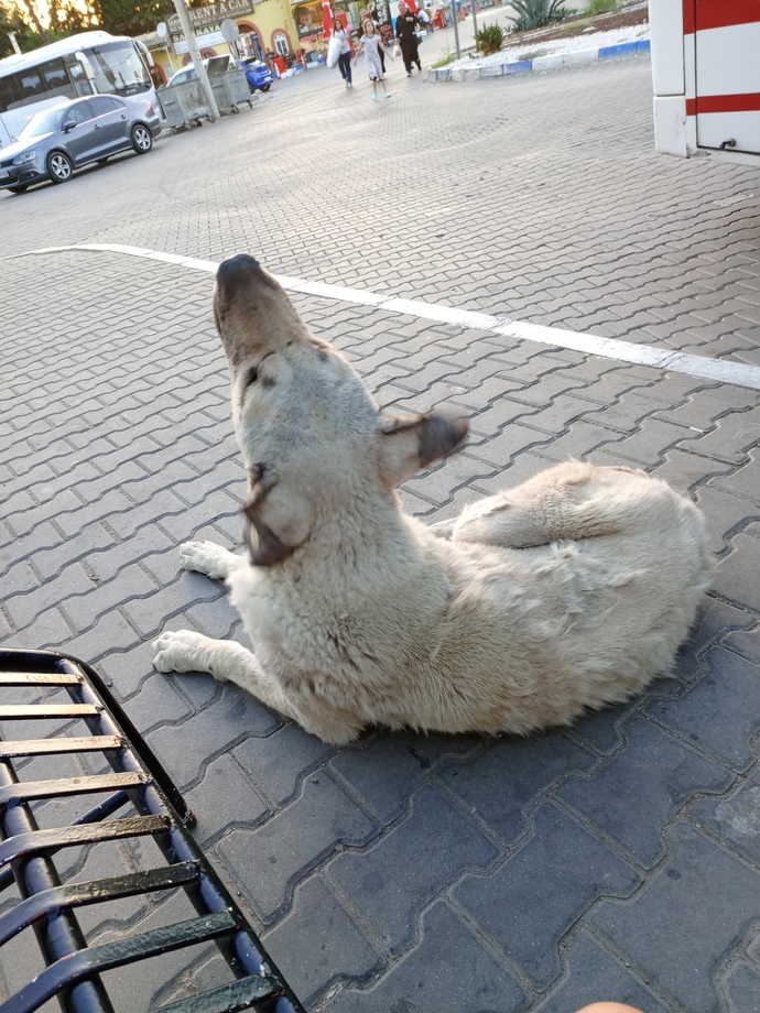 Hiç bu kadar büyük köpek gören oldu mu 😂?