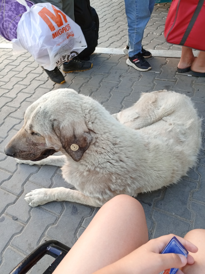 Hiç bu kadar büyük köpek gören oldu mu 😂?
