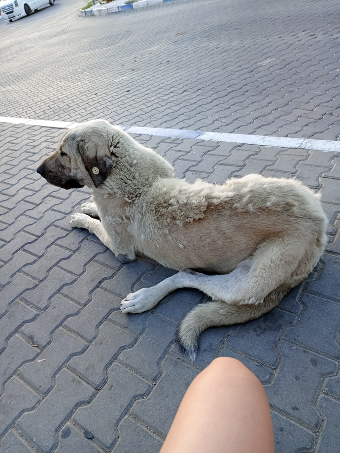 Hiç bu kadar büyük köpek gören oldu mu 😂?