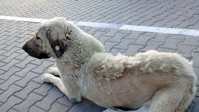 Hiç bu kadar büyük köpek gören oldu mu 😂?