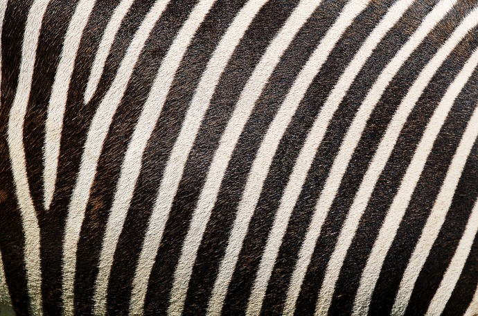Zebra desenli eşyalar evi modern mi gösterir?
