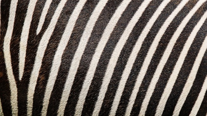 Zebra desenli eşyalar evi modern mi gösterir?