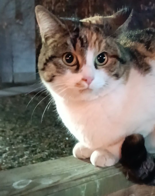 Kedinizi sevmek için fırsattan istifade eder misiniz?