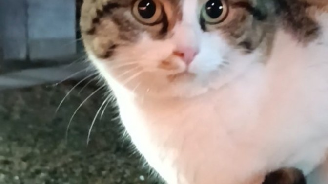 Kedinizi sevmek için fırsattan istifade eder misiniz?