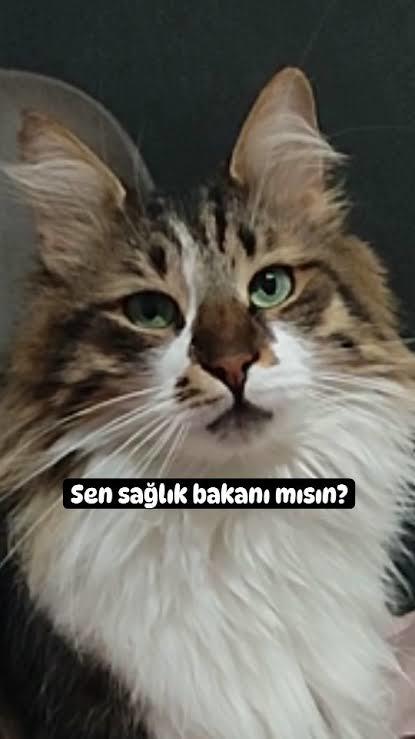 Böyle diyesim geliyor