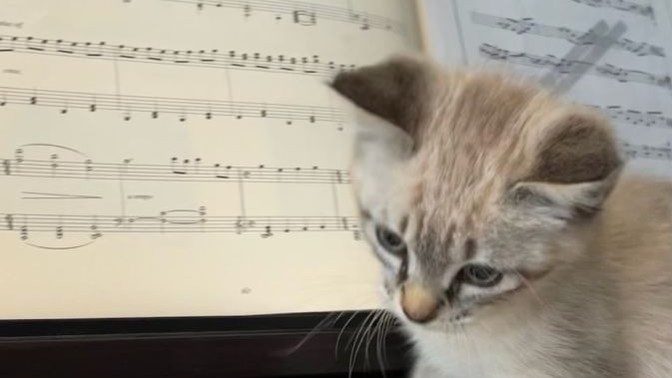 Hangi müzik aletini kullanmayı isterdiniz?