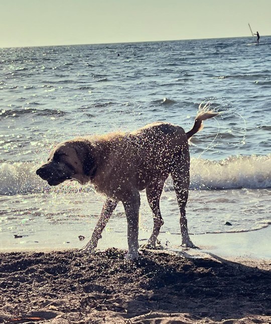 Köpekle frizbi oynamak spor sayılır mı?