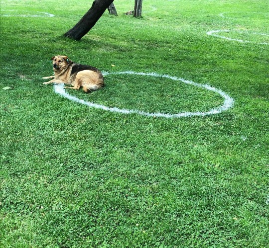 Köpekle frizbi oynamak spor sayılır mı?