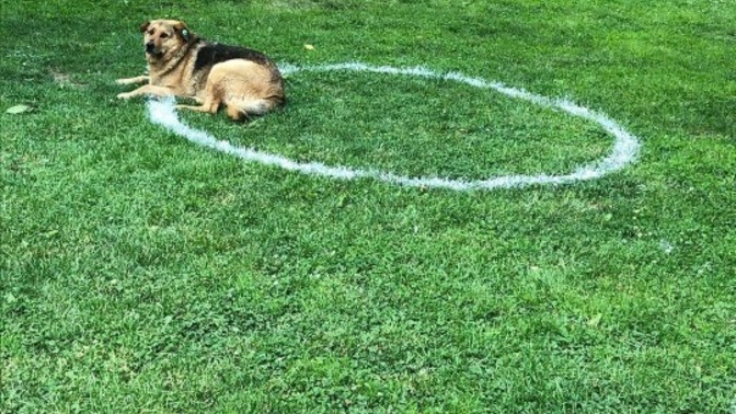 Köpekle frizbi oynamak spor sayılır mı?