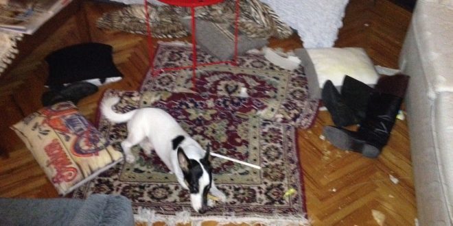 Evlerinde kedi , köpek besleyenlerin evleri pis mi olur?