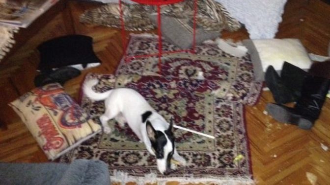 Evlerinde kedi , köpek besleyenlerin evleri pis mi olur?