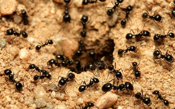 Kıyamam karıncalara incitmeye korkarım 🐜🥹 Karınscalarla ilgili güzel bir yazı okudum, karıncalar insanlardan daha duyarlı çünkü hastalandıklarında yuvadaki diğer karıncalardan uzak duruyorlar❗