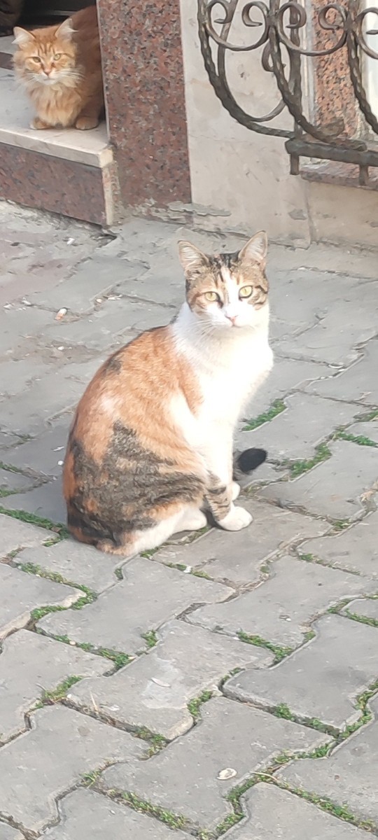Ben bu kediyi yiyim mi?