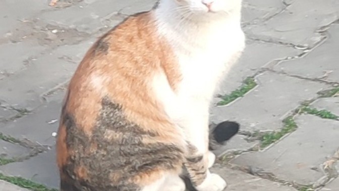 Ben bu kediyi yiyim mi?