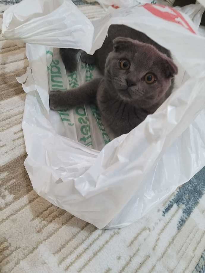 Kim kedisi olsun ister?