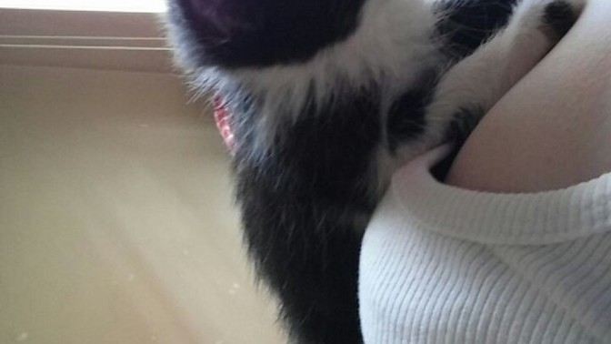 Kediler mi köpekler mi sizce?