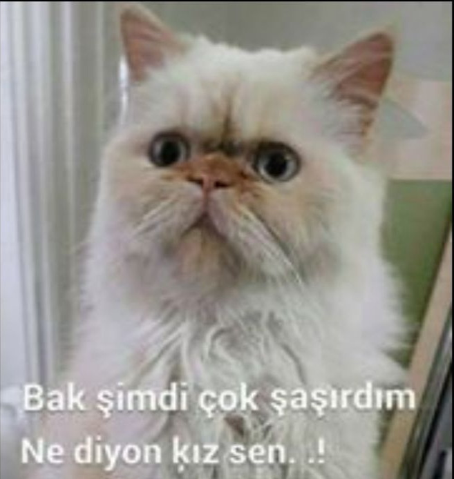 Baskın erkek/kadın sever misiniz?