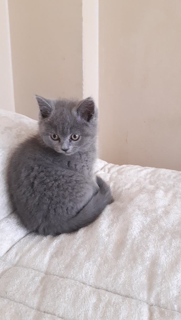 Kedim sizin kendiniz olsaydı adını ne koyardınız?