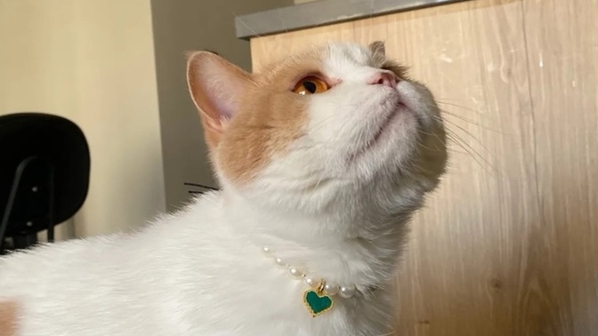 Kedi tasması güzel mi?