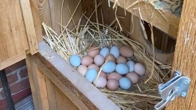 Yumurtalar dolaba mı konulmalı yoksa oda sıcaklığında mı kalmalı?