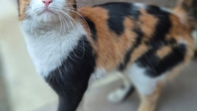 Bu minnoş evden kaçmış eve almalımıyım?