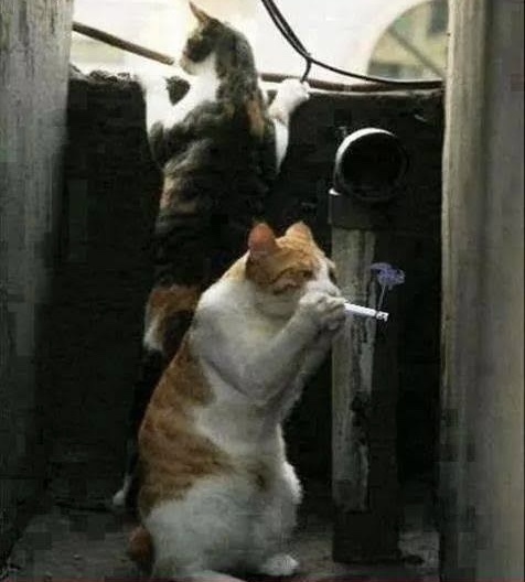 Ziğara içiyonuz mu ziğara?