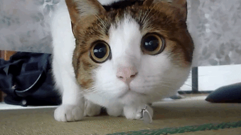 Kedi olsanız nasıl bir kedi olurdunuz?