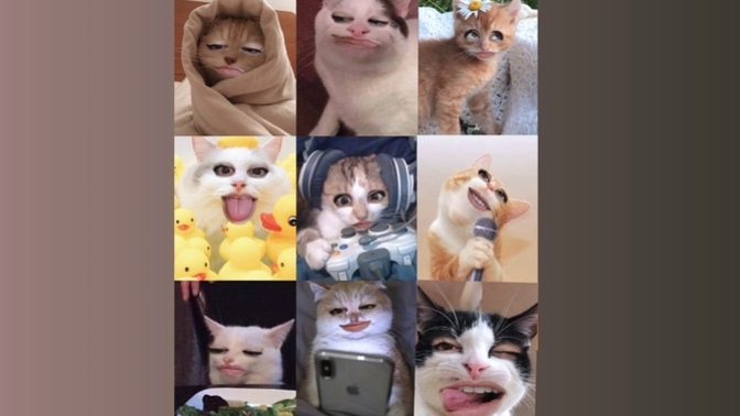 Kedi olsanız nasıl bir kedi olurdunuz?