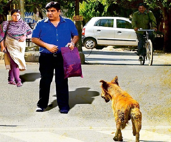 Belediyelere sahipsiz köpek başına 71 bin TL ceza kesilecek! Sokak köpekleriyle karşılaştığınız oluyor mu?