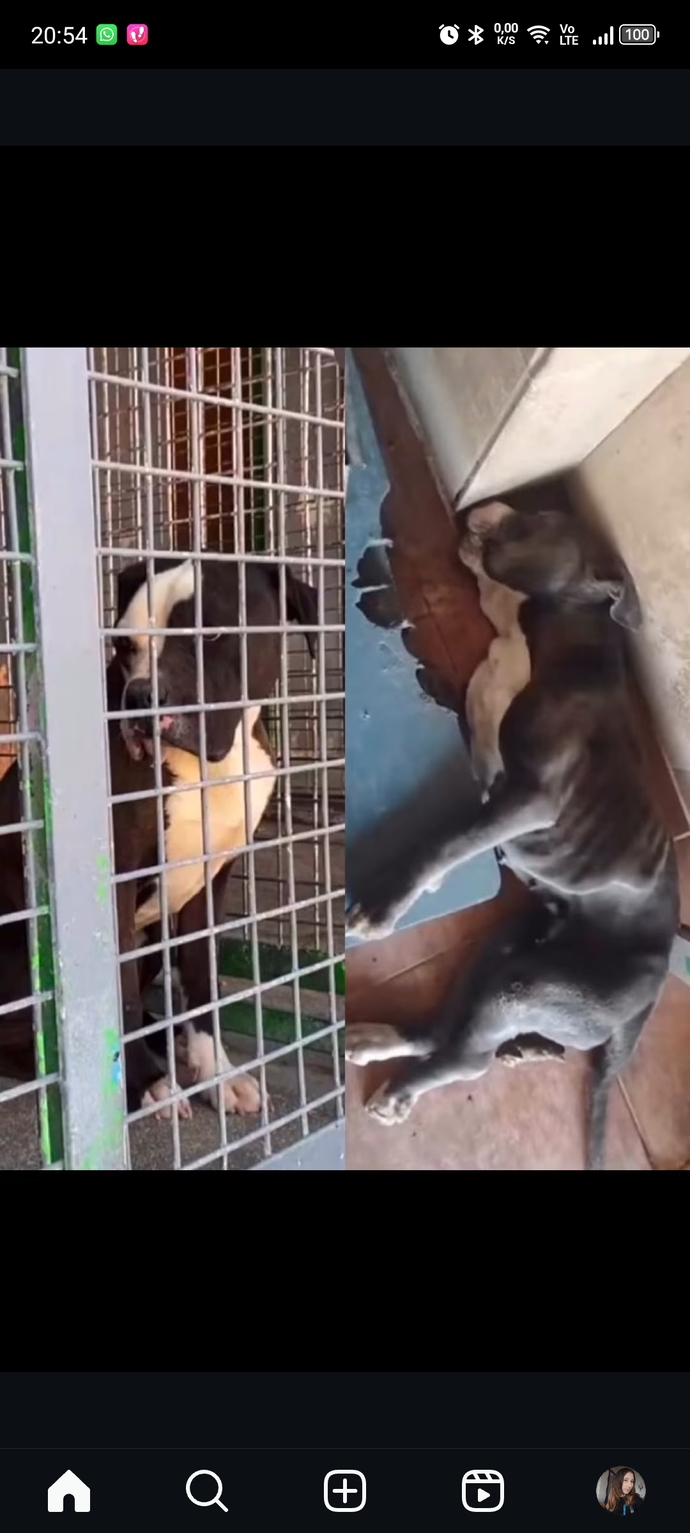 Belediyelere sahipsiz köpek başına 71 bin TL ceza kesilecek! Sokak köpekleriyle karşılaştığınız oluyor mu?