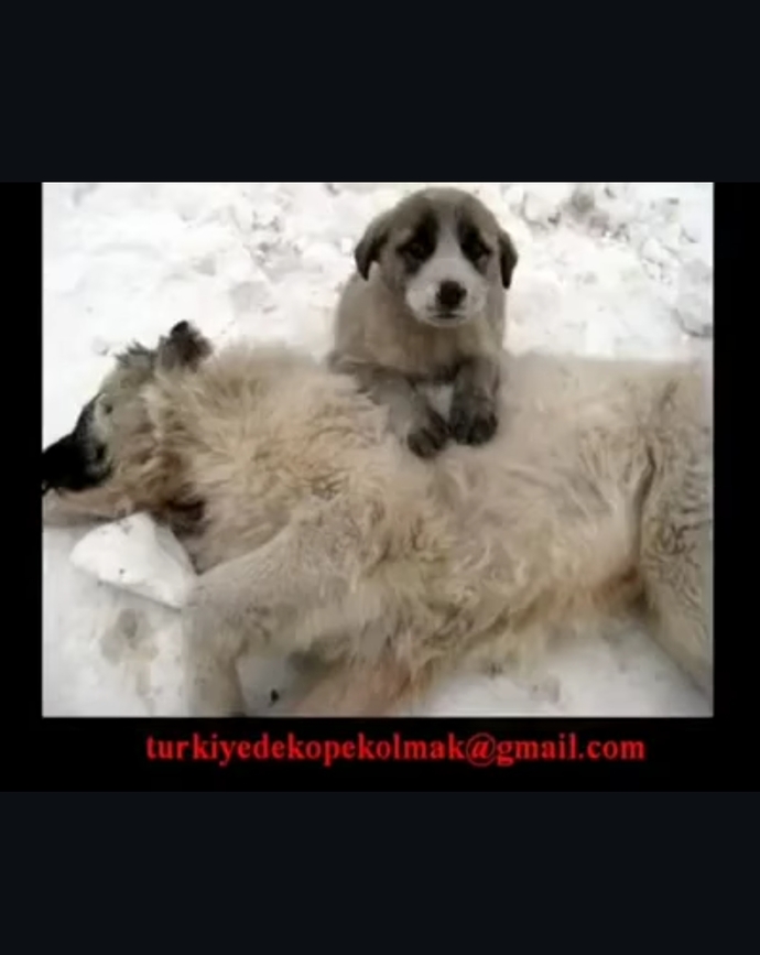 Belediyelere sahipsiz köpek başına 71 bin TL ceza kesilecek! Sokak köpekleriyle karşılaştığınız oluyor mu?