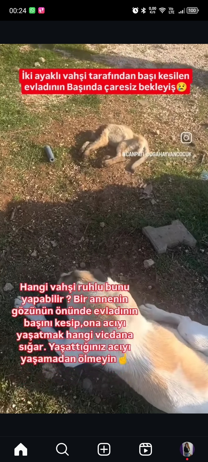 Belediyelere sahipsiz köpek başına 71 bin TL ceza kesilecek! Sokak köpekleriyle karşılaştığınız oluyor mu?