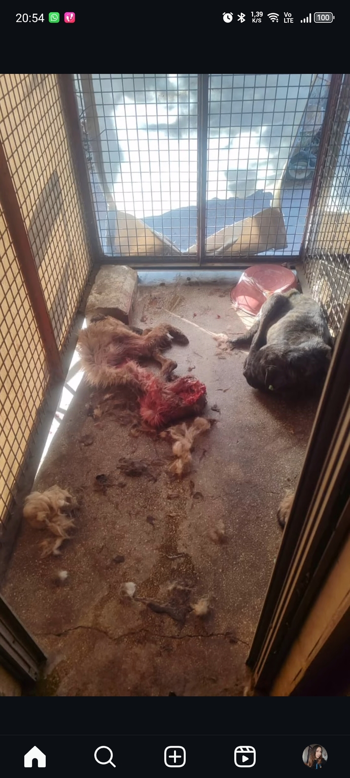 Belediyelere sahipsiz köpek başına 71 bin TL ceza kesilecek! Sokak köpekleriyle karşılaştığınız oluyor mu?
