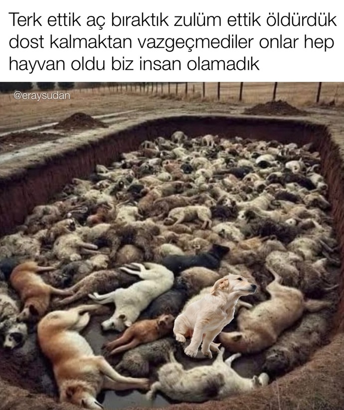 Belediyelere sahipsiz köpek başına 71 bin TL ceza kesilecek! Sokak köpekleriyle karşılaştığınız oluyor mu?