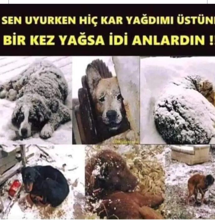 Belediyelere sahipsiz köpek başına 71 bin TL ceza kesilecek! Sokak köpekleriyle karşılaştığınız oluyor mu?