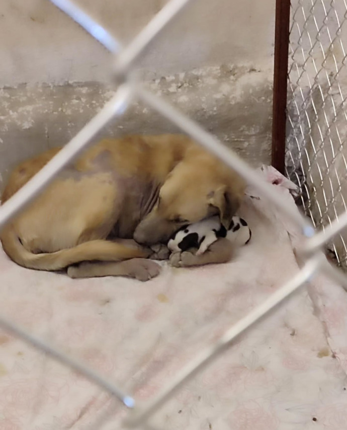 Belediyelere sahipsiz köpek başına 71 bin TL ceza kesilecek! Sokak köpekleriyle karşılaştığınız oluyor mu?