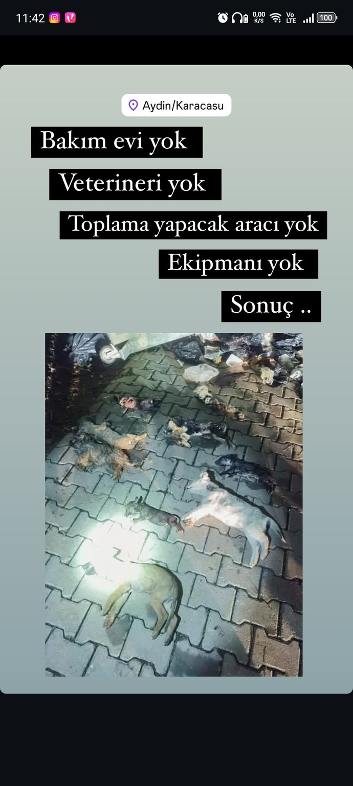 Belediyelere sahipsiz köpek başına 71 bin TL ceza kesilecek! Sokak köpekleriyle karşılaştığınız oluyor mu?