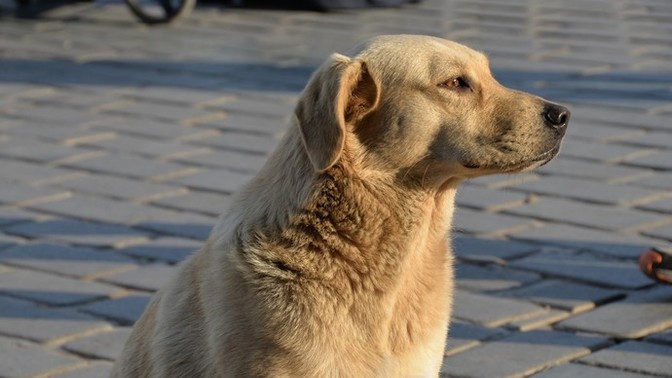 Belediyelere sahipsiz köpek başına 71 bin TL ceza kesilecek! Sokak köpekleriyle karşılaştığınız oluyor mu?