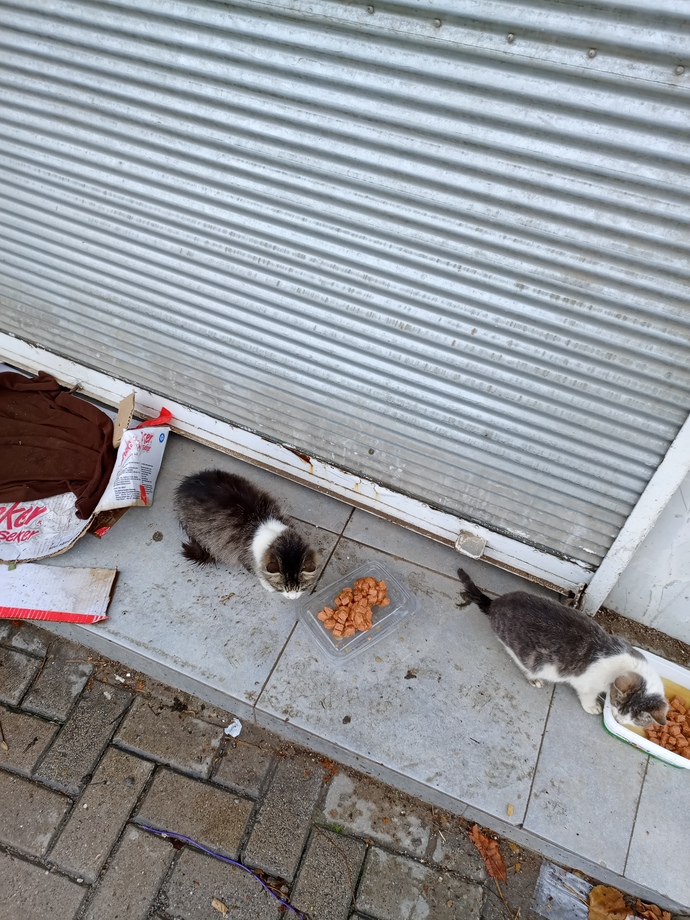 İnsanlık görevlerimizden biride sokak hayvanlarını düşünmek degil mi?