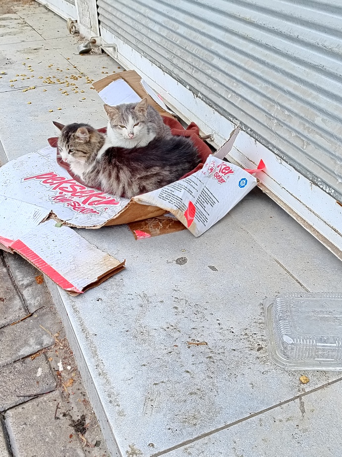 İnsanlık görevlerimizden biride sokak hayvanlarını düşünmek degil mi?