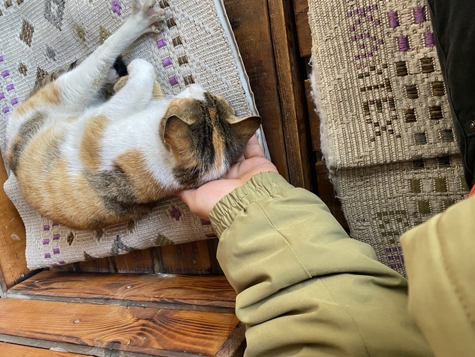 Ailemi evde kedi beslemeye nasıl ikna edebilirim?