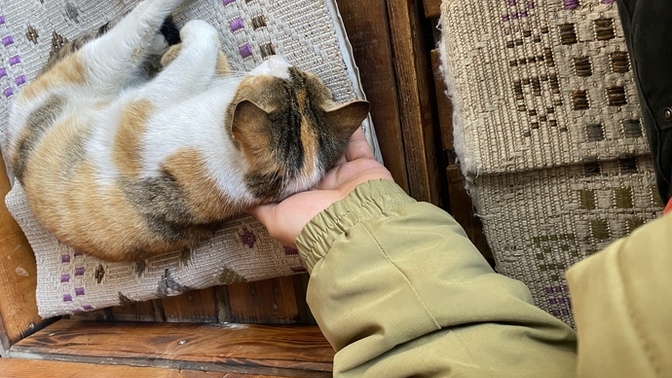 Ailemi evde kedi beslemeye nasıl ikna edebilirim?