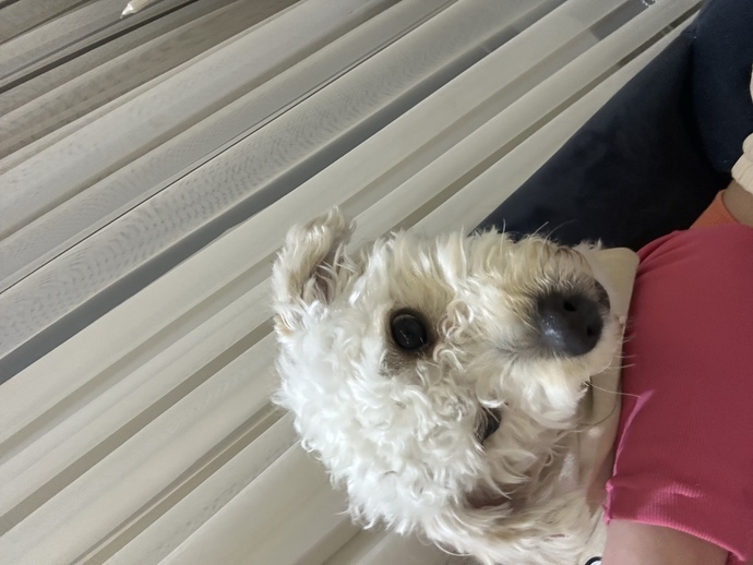 Bu köpekler adet görüyor mu?