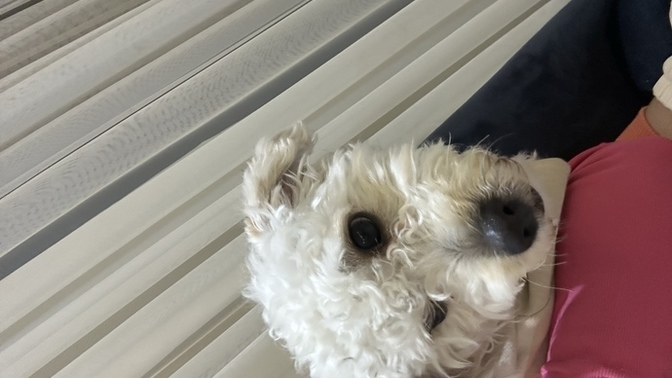 Bu köpekler adet görüyor mu?