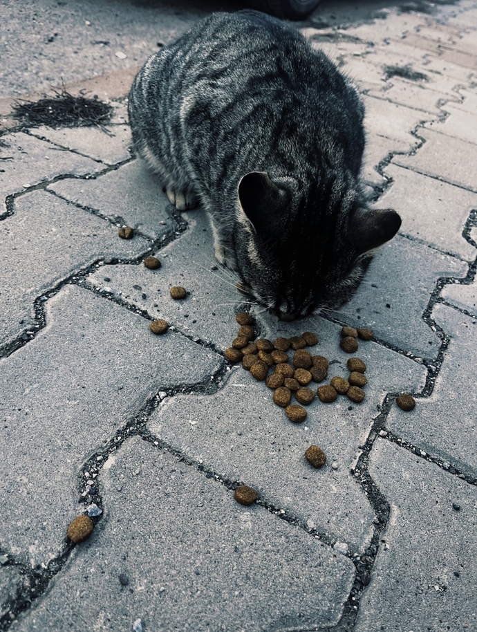 14  Şubat  için sevgili arıyorum nerden bulabilirim?