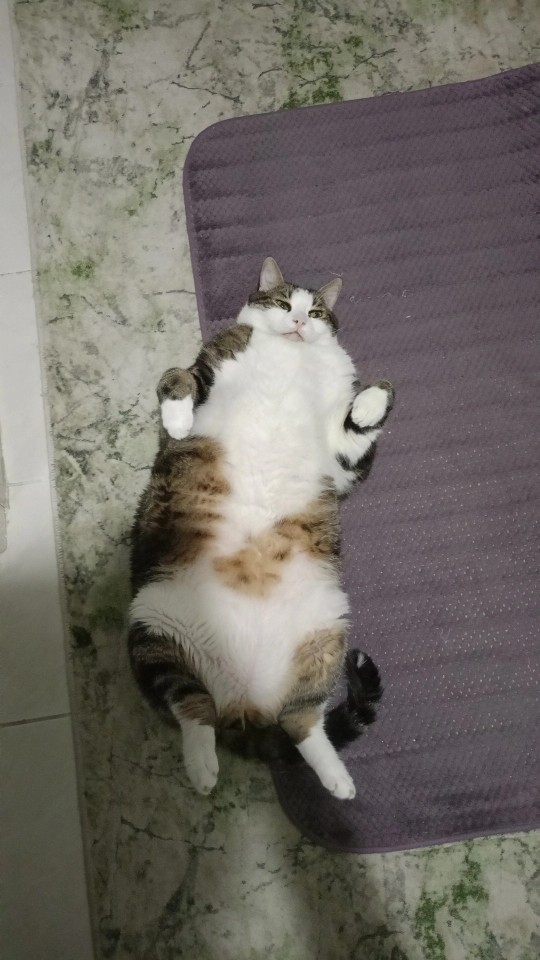 Kedim tatlı mı?