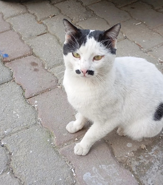 İş yerindeki kedimiz, hitlere benzemiyor mu?