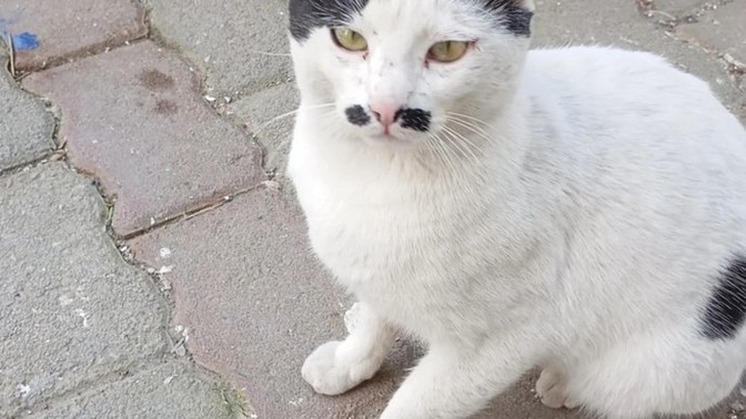 İş yerindeki kedimiz, hitlere benzemiyor mu?